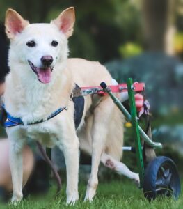 foto de vida - cachorra com necessidades especiais na cadeira de roda